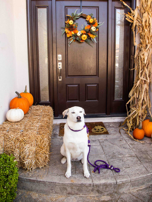 Expert Picks: The Top Dog Products for Fall