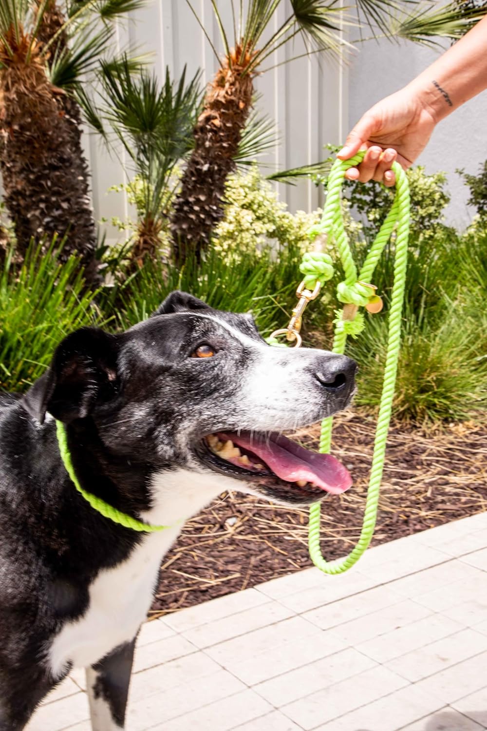 Lime Green Boho Chic Style Slip Collar - Glow Pups