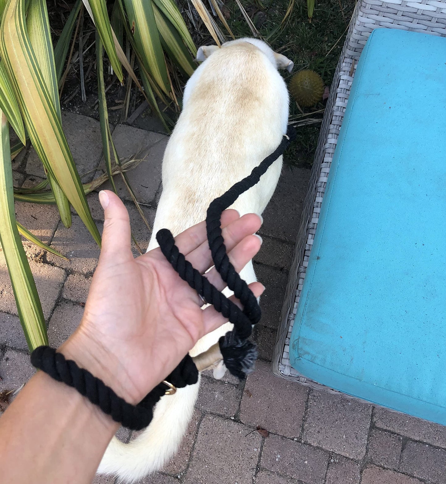 Black Boho Chic Style Rope Leash - Glow Pups