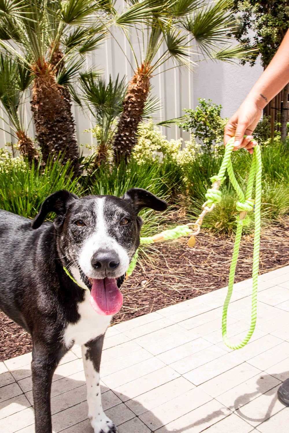 Lime Green Stylish Rope Slip Collar - Glow Pups
