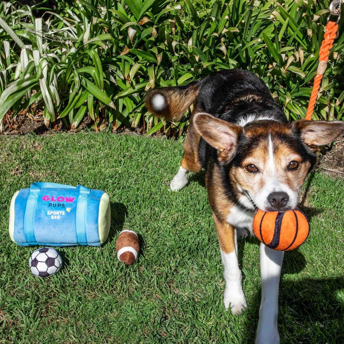 Sports Bag Hide & Seek Dog Toys - Glow Pups by Glow Pups