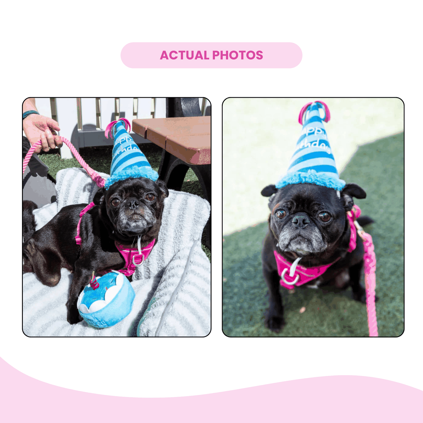 Blue Birthday Hat Squeaky Dog Toy - Glow Pups by Glow Pups