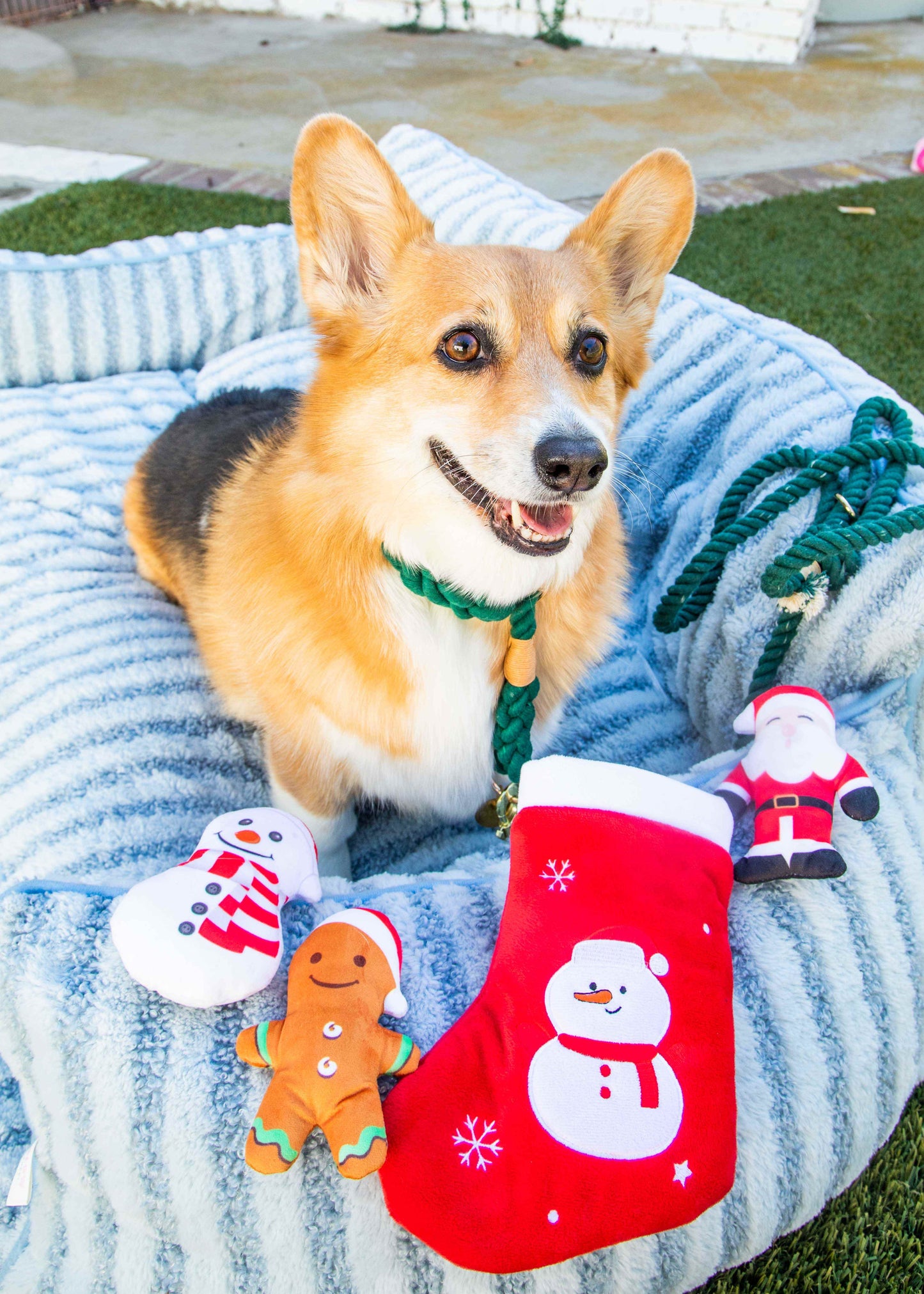 Dark Green Stylish Rope Slip Collar - Glow Pups