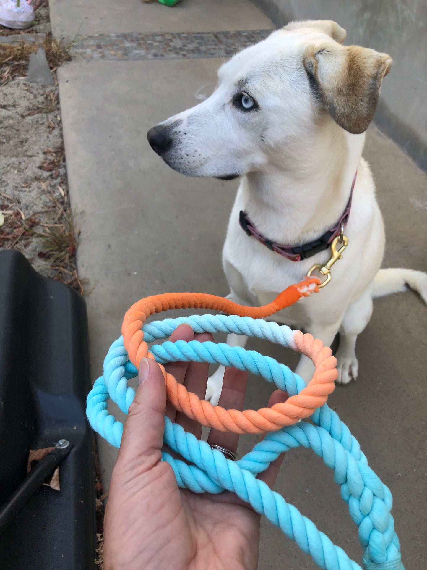 Sunset Wave Tie Dye Dog Leash - Glow Pups