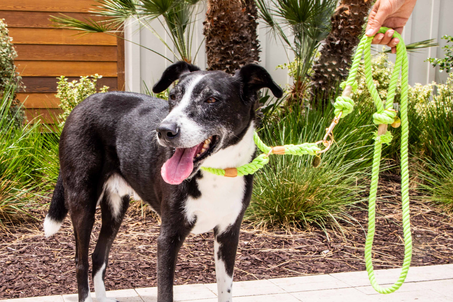 Lime Green Boho Chic Style Dog Leash - Glow Pups