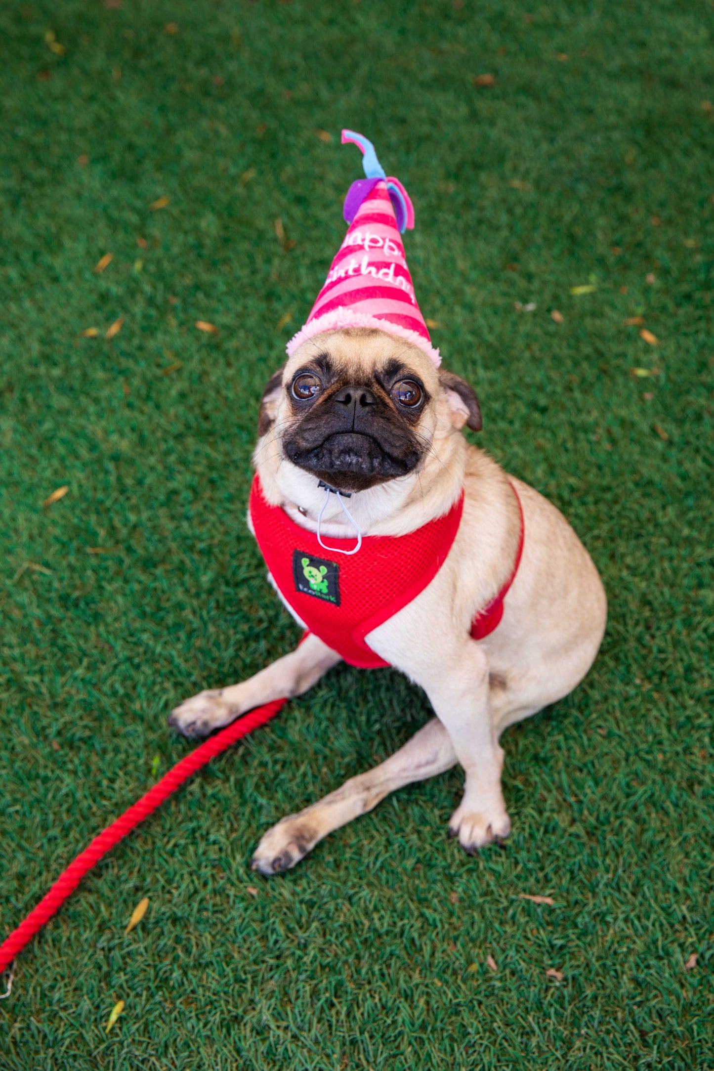Pink Birthday Hat Dog Toy