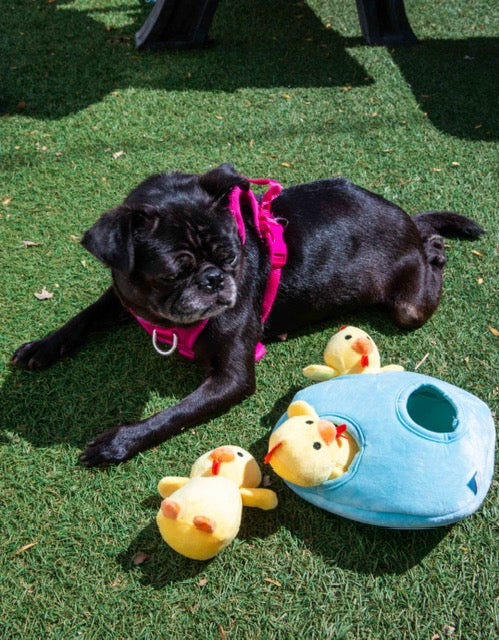 Burrow Chicken in Egg Dog Toys - Glow Pups
