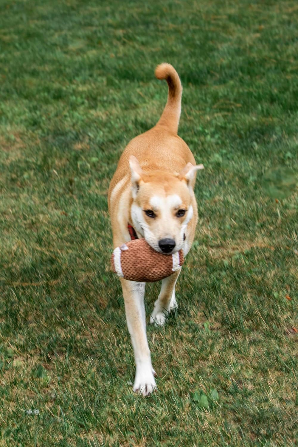 Squeaky Football Dog Toy - Glow Pups
