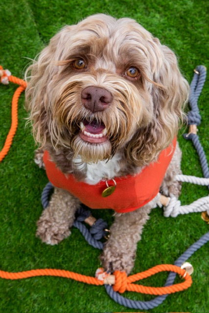 Orange Boho Chic Style Leash - Glow Pups