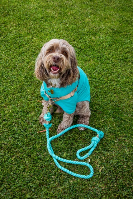 Turquoise Boho Chic Style Leash - Glow Pups
