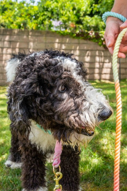 Rainbow Tie Dye Leash - Glow Pups