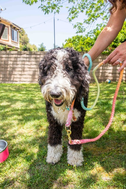 Rainbow Tie Dye Leash - Glow Pups
