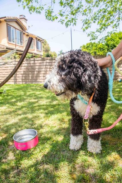 Rainbow Tie Dye Leash - Glow Pups