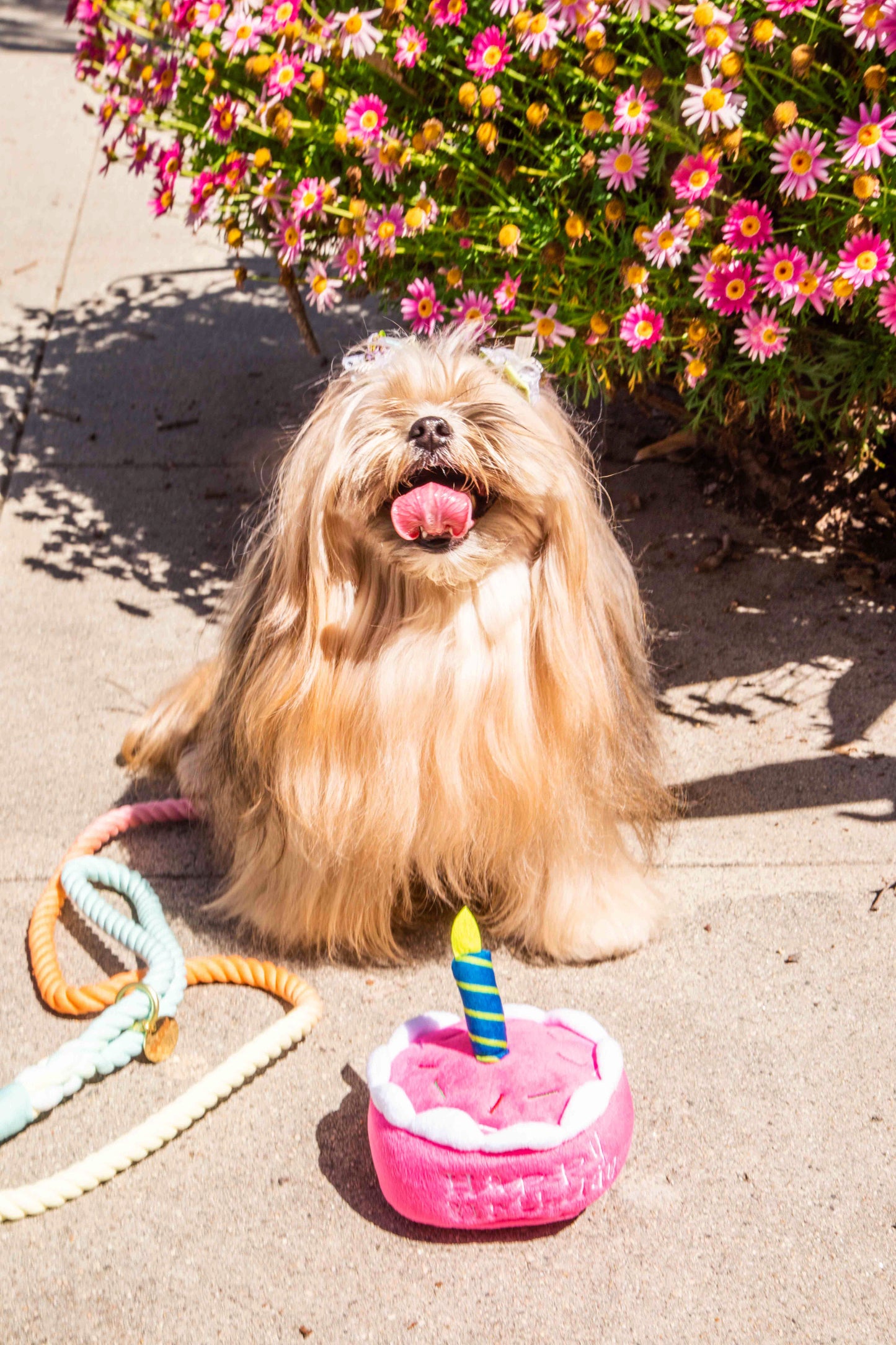 Squeaky Pink Birthday Cake Plush Dog Toy - Glow Pups