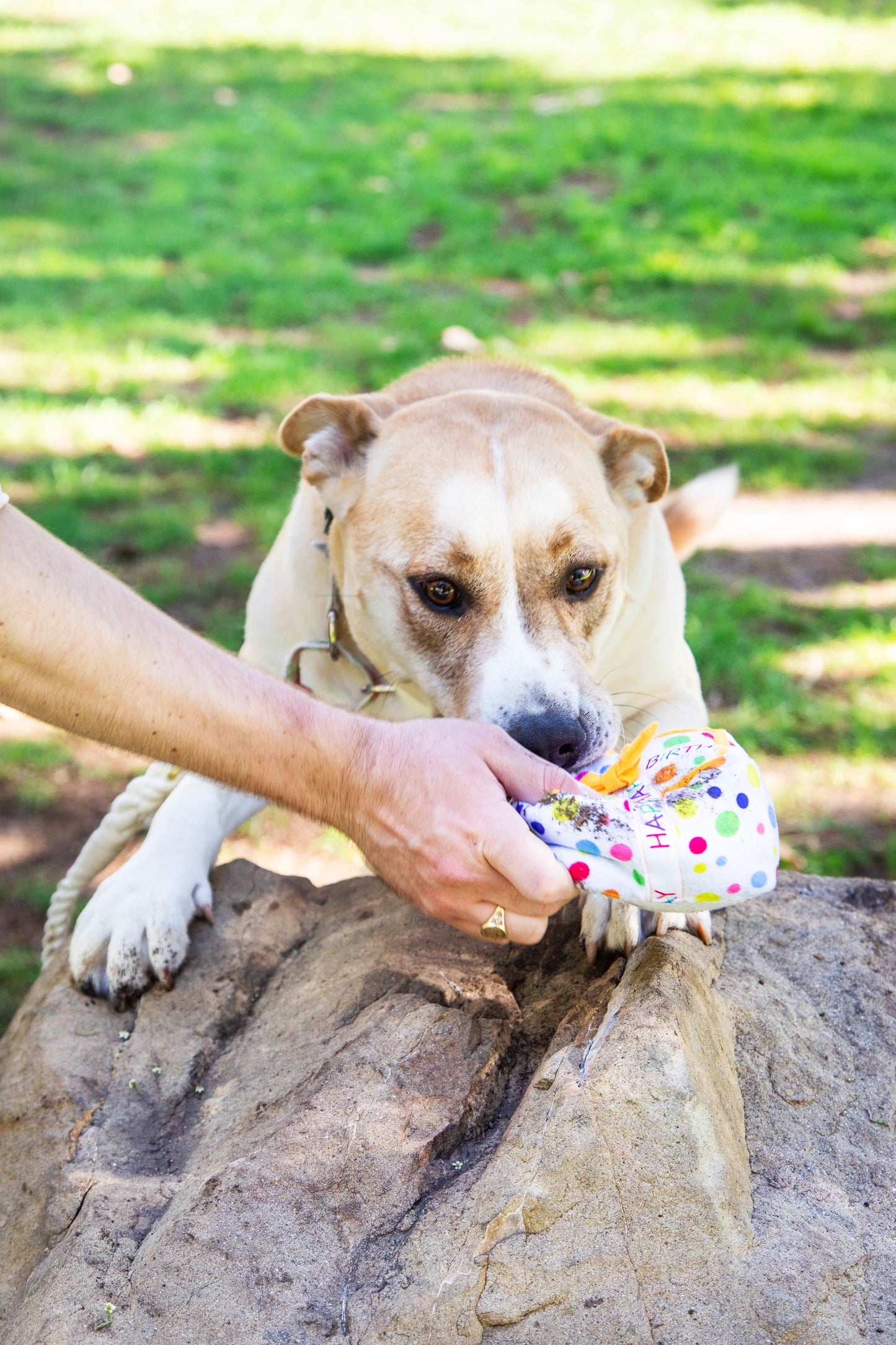 Squeaky Birthday Present Plush Dog Toy - Glow Pups