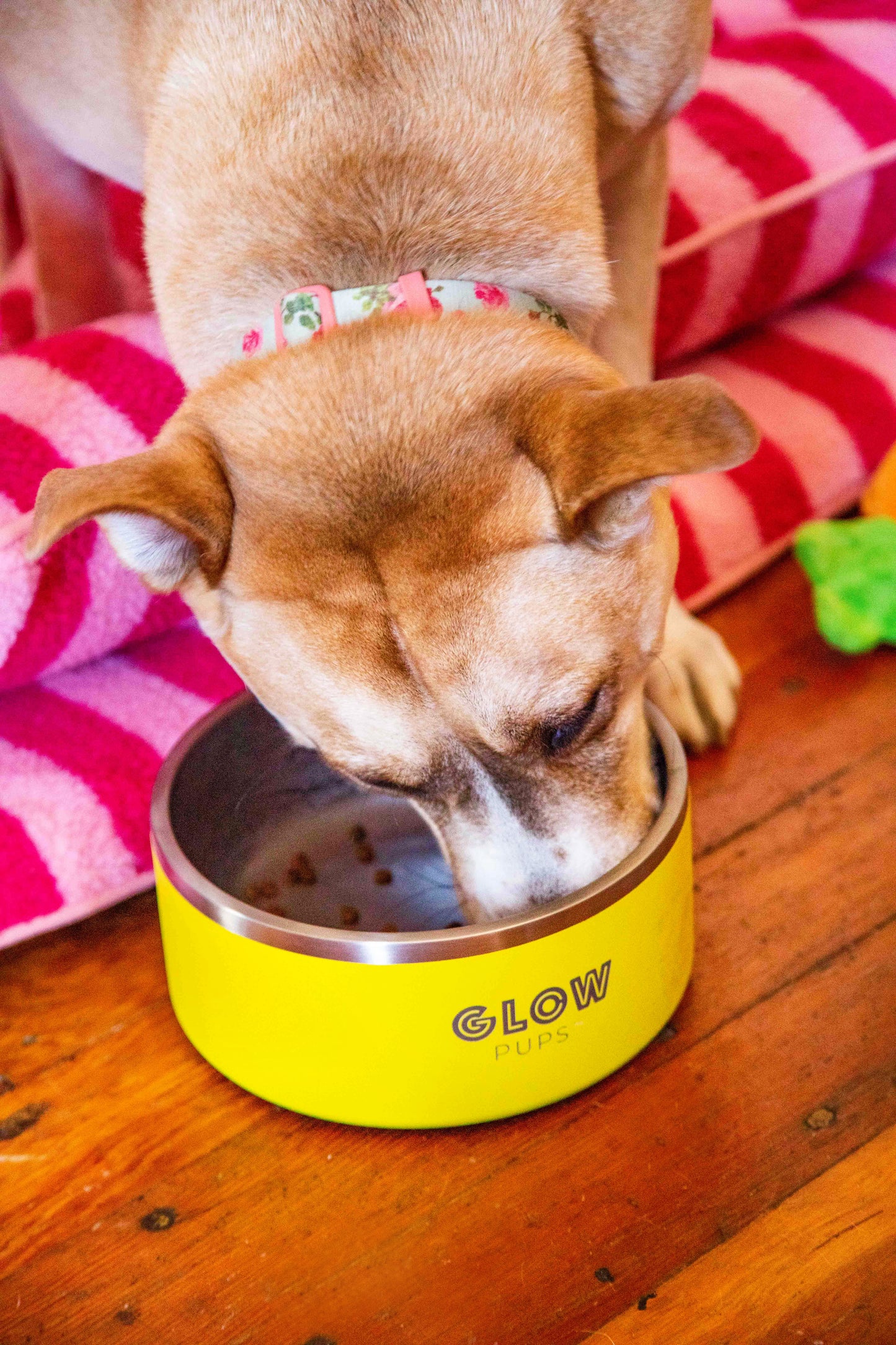 Sunshine Yellow Stainless Steel Dog Bowl