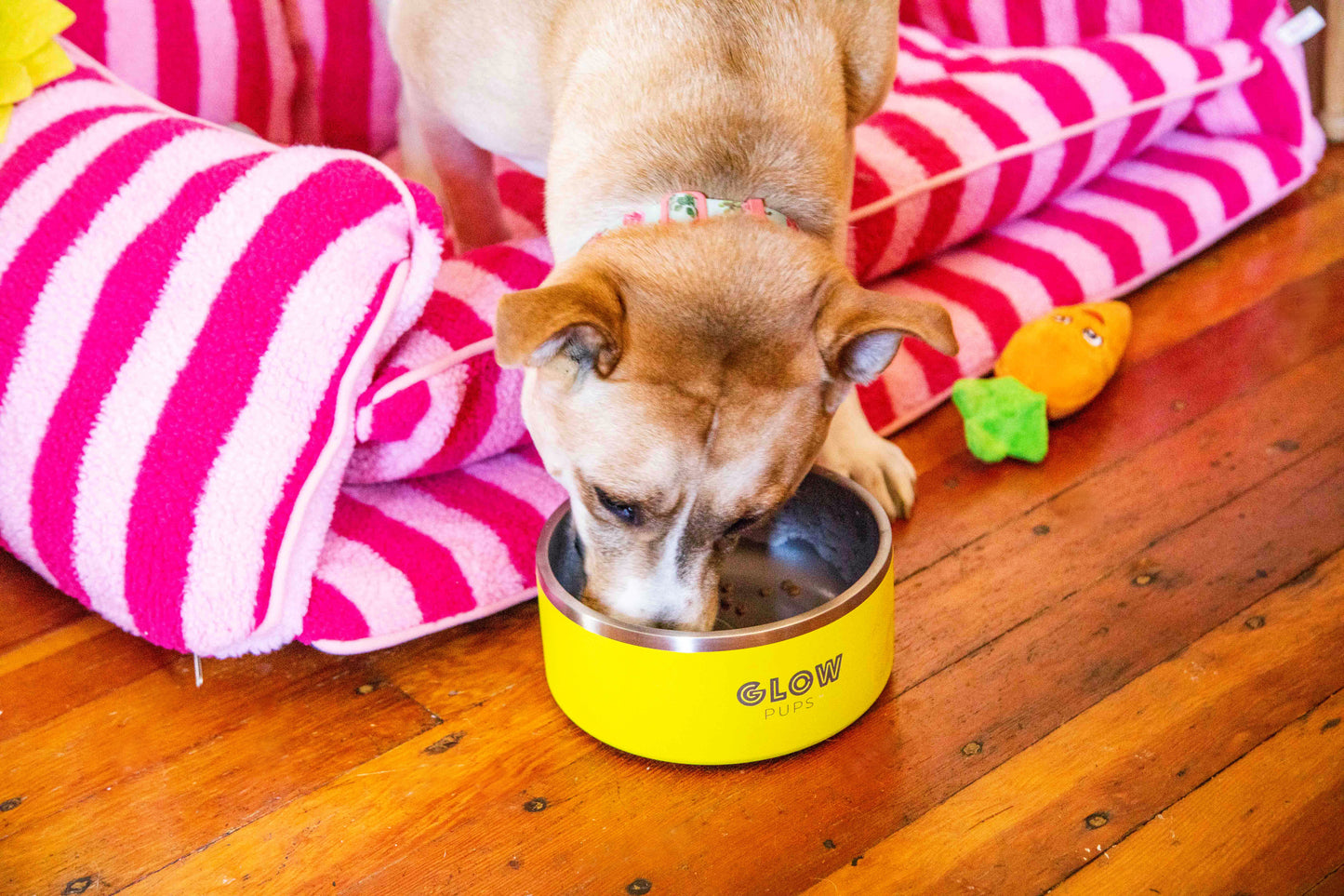 Sunshine Yellow Stainless Steel Dog Bowl
