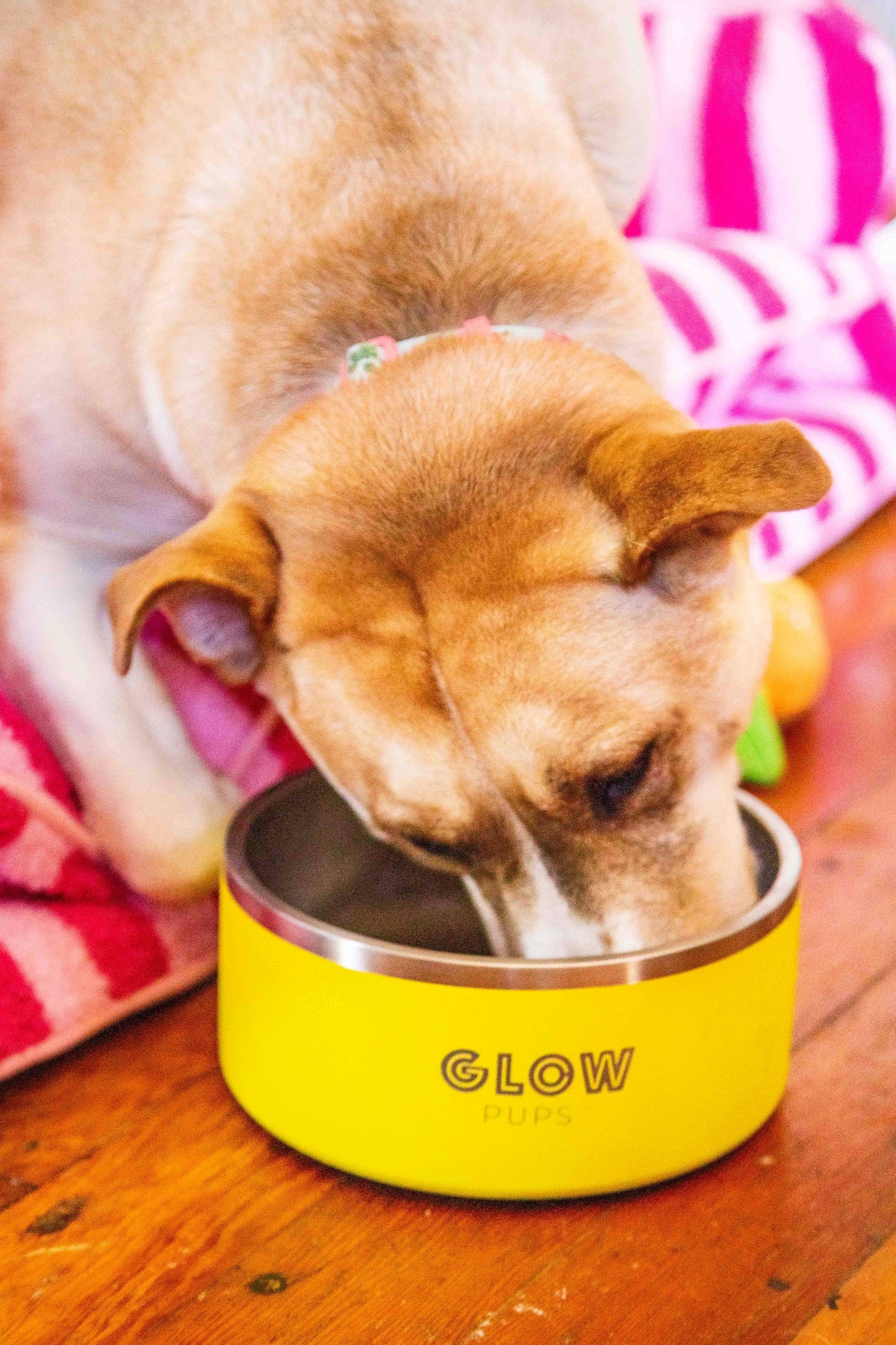 Sunshine Yellow Stainless Steel Dog Bowl - Glow Pups