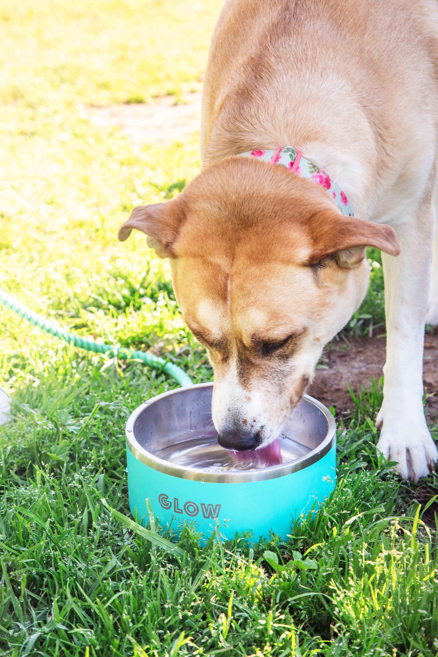 Aqua Blue Stainless Steel Dog Bowl - 32oz & 64oz - Glow Pups
