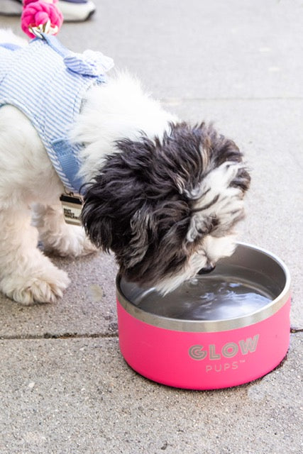 Bright Pink Stainless Steel Dog Bowl - 32oz & 64oz - Glow Pups