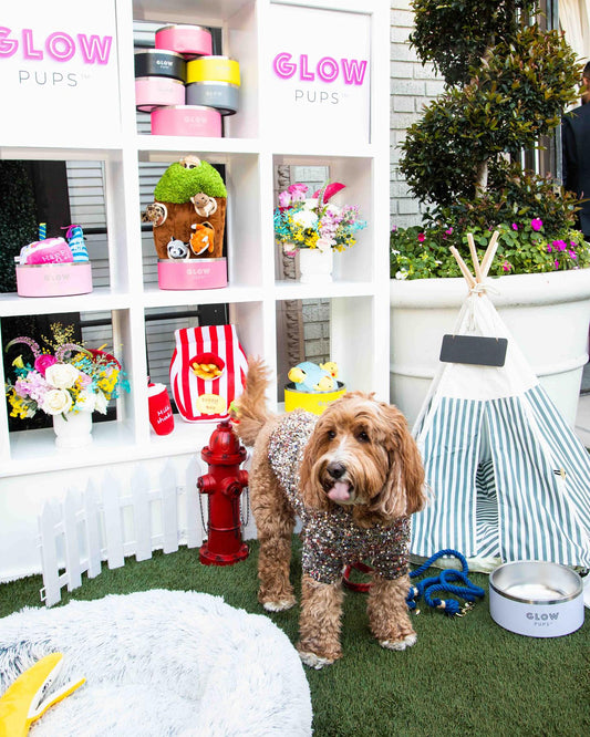 Top 5 Dog Toys That Keep Your Pet Busy for Hours