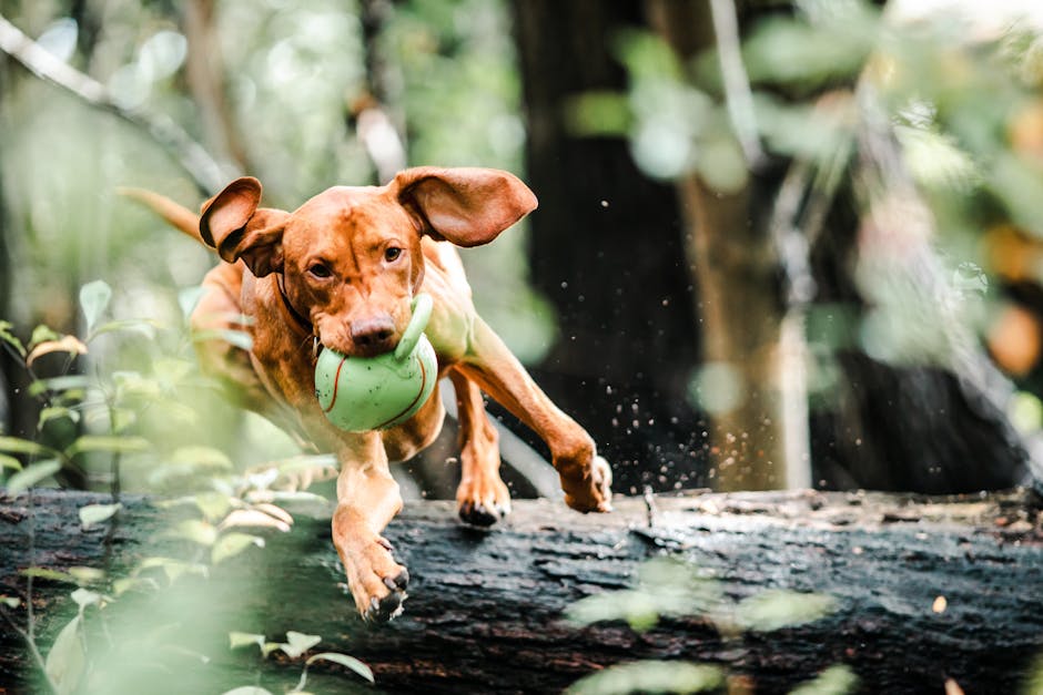 Top Teething Toys Every Dog Owner Should Know About