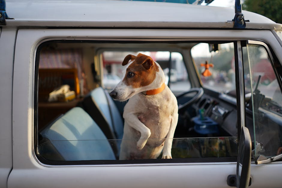 Dog Seat Belts: Combining Safety with Comfort for Travel