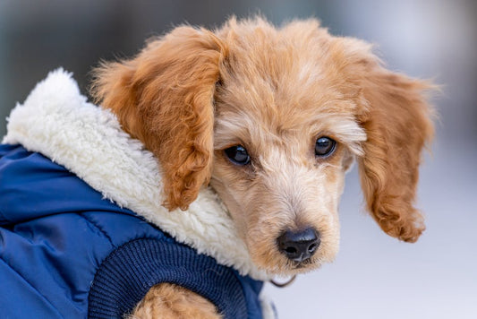 Squeaky Toys: The Secret to a Happier, More Active Dog