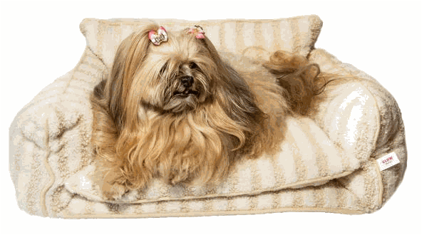 How to Choose a Perfect Dog Bed?