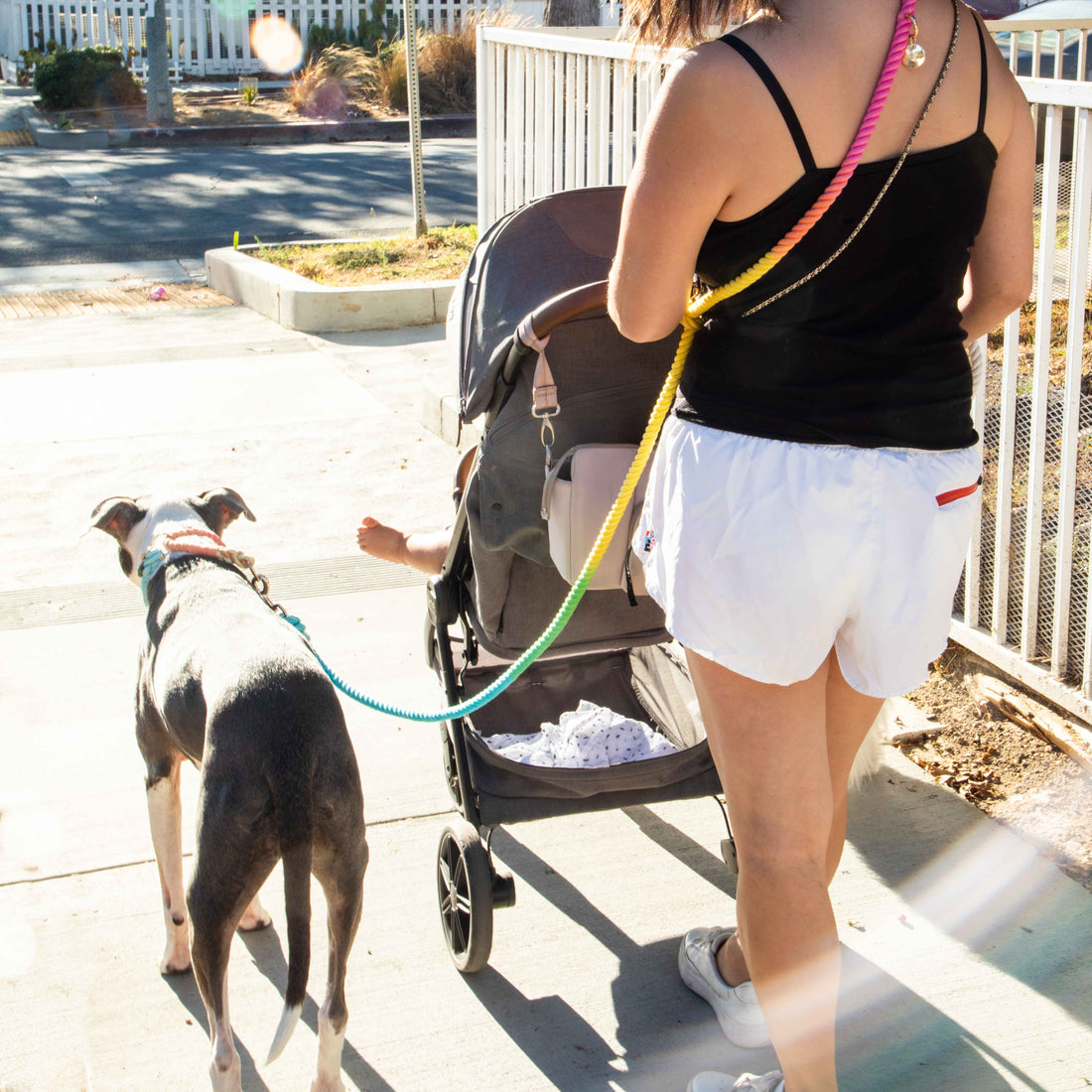 The Ultimate Guide to Choosing a Dog Walker