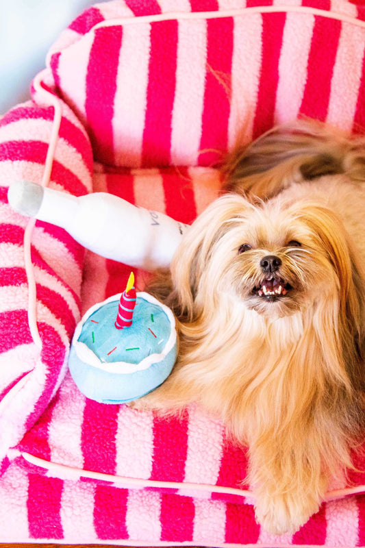 Celebrate your pup's birthday in style!