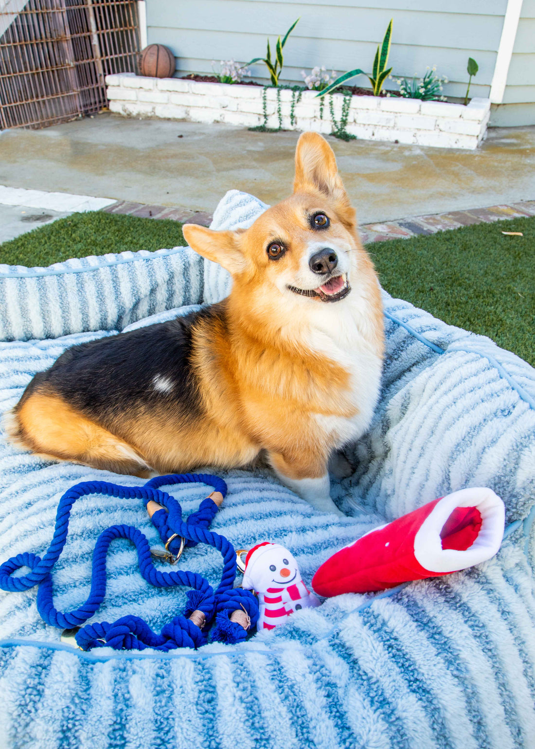 Snooze in Style: 5 Tips for Choosing the Best Dog Bed