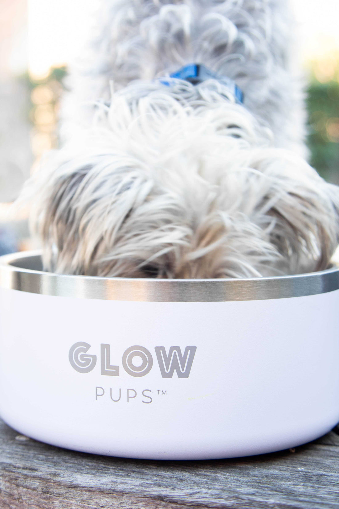 Why Does Your Dog Need a Super Nutritious Diet?