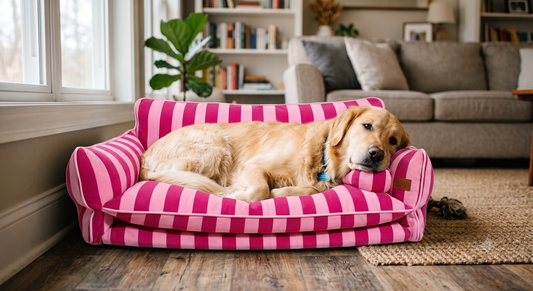 Washable Dog Beds: Benefits Every Pet Owner Should Know