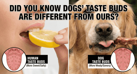The Surprising Truth: Dogs Have the BEST Taste Buds!