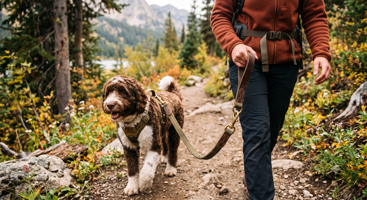 How to Choose a Dog Leash That Lasts for Years