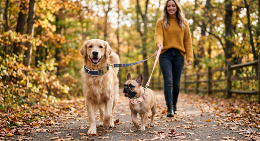Stylish Dog Collars That Combine Fashion and Safety