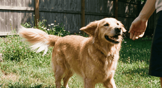 Uncovering the Hidden Meanings Behind Tail Wagging!