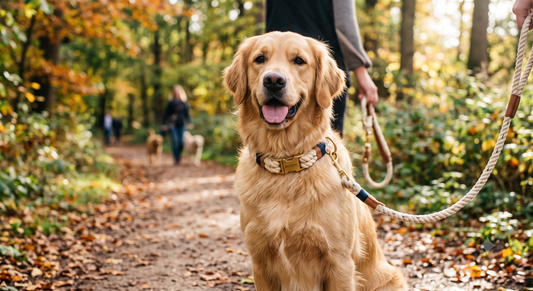 Why Cotton Rope Dog Collars Are Becoming Every Dog Owner's Favorite