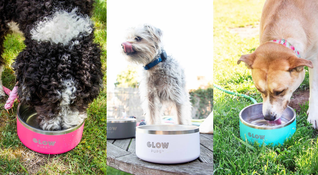 Why Your Dog Deserves a Vacuum-Insulated Stainless Steel Bowl: Fresh Water All Day Long!