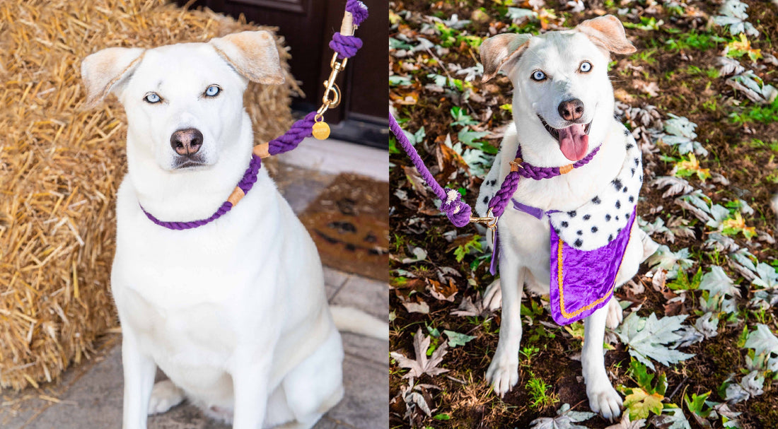 Regal & Ready for Autumn: Why Vibrant Purple is the Ultimate Fall Look for Your Pup