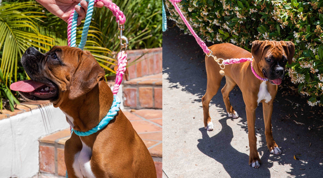 Why a Rope Leash Might Be the Ultimate Upgrade for Your Daily Walks