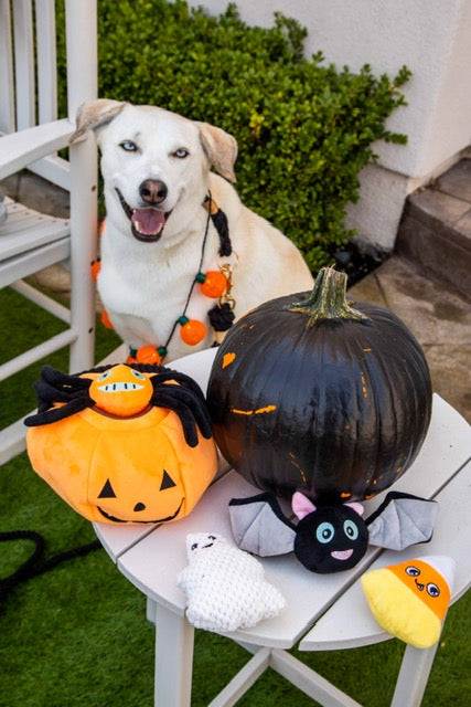 10 Spooktacular Ways to Celebrate Halloween with Your Dog