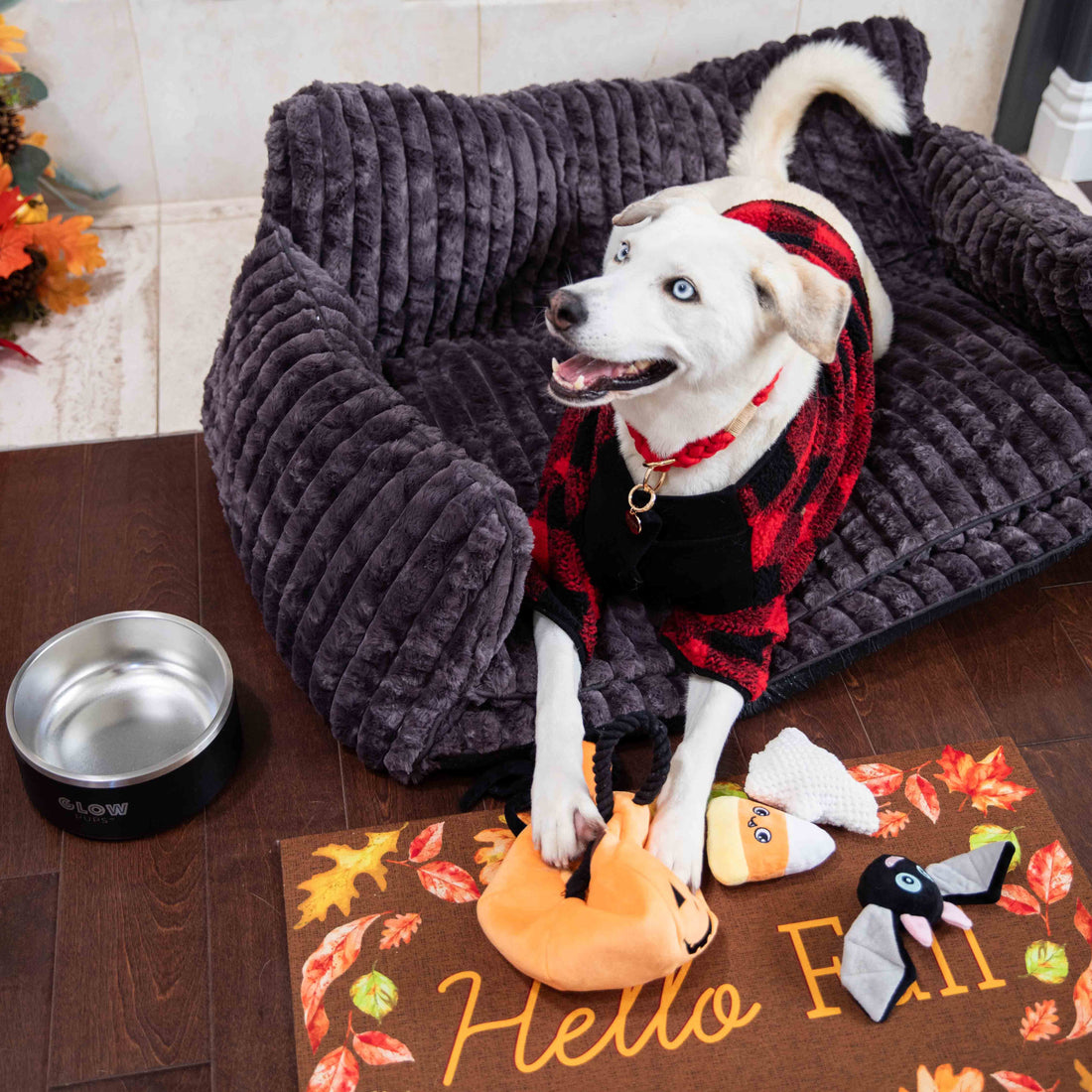 Cozy Vibes and Tail Wags: How to Create a Fall Haven for Your Dog
