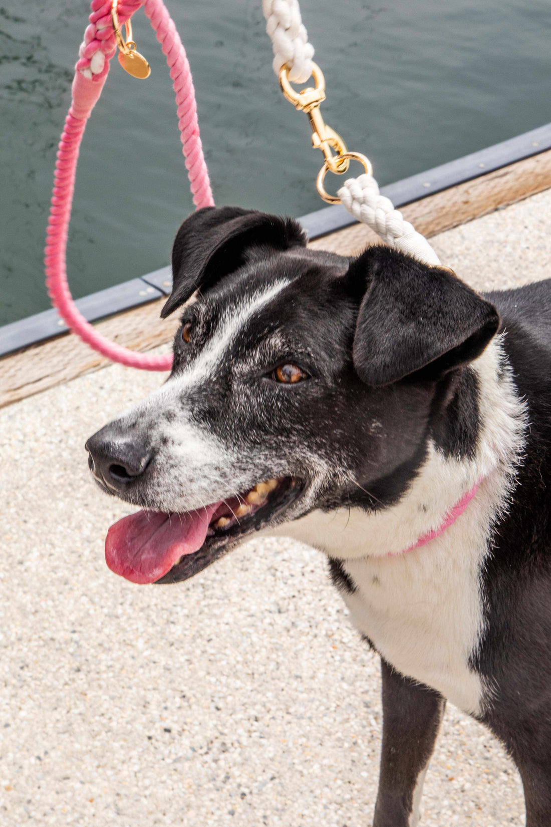 The Benefits of Walking Your Dog