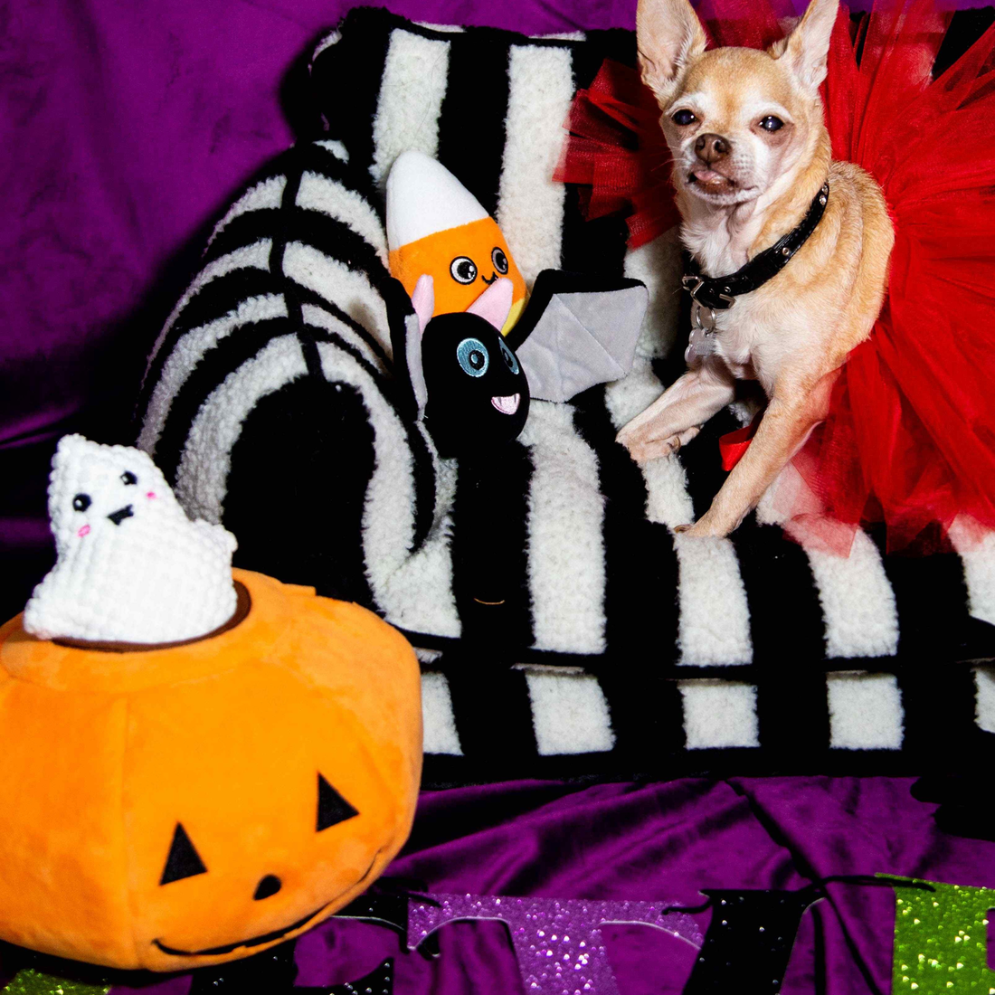 Spooky, Sassy, & Spooktacular: How to Throw a Pet-Friendly Halloween Photo Shoot