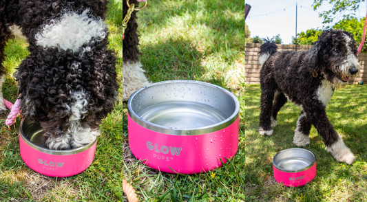 How to Choose a Dog Bowl That Fits Your Pet’s Needs