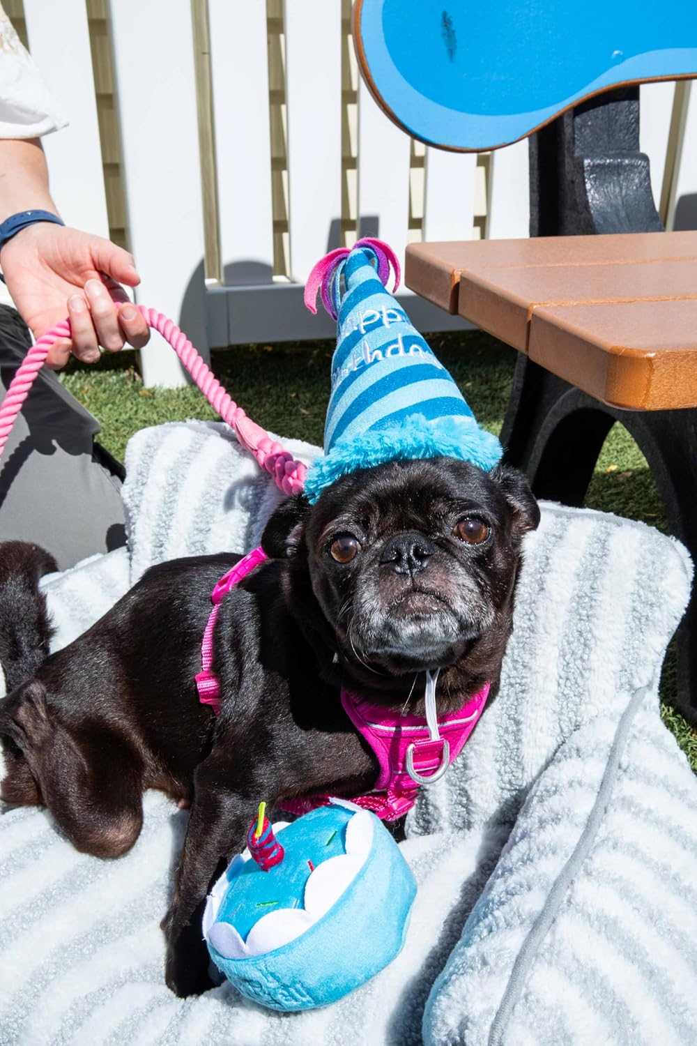 Celebrate your pup's birthday in style!