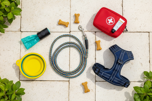 Dog Walking Essentials: What Should You Bring?