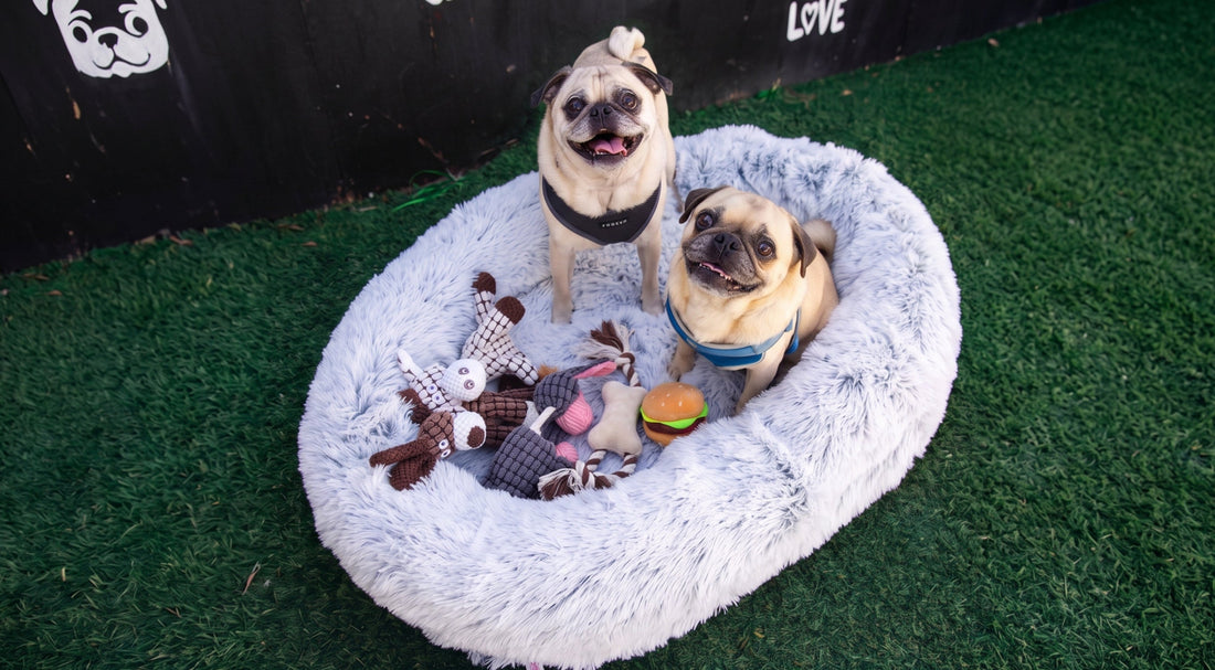 Double the Wrinkles, Double the Fun: A Day in the Life of Two Very Spoiled Pugs